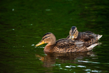 Ducks swim in the summer pond. Photographed close-up.