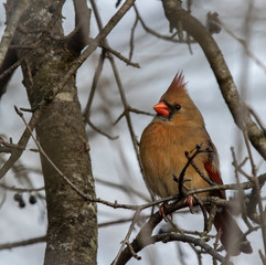 Robin on a branch in the winter