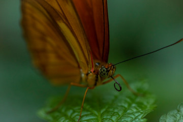 butterfly on leaf