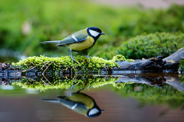 Great tit in the forest in the South of the Netherlands