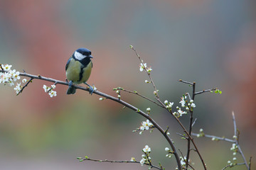 Great tit in the forest in the South of the Netherlands
