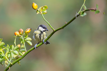 Great tit in the forest in the South of the Netherlands