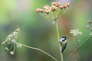 Great tit in the forest in the South of the Netherlands