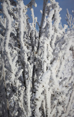 Fototapeta na wymiar frost on dry grass in winter in the field