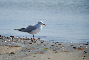 seagull on the beach looking for food