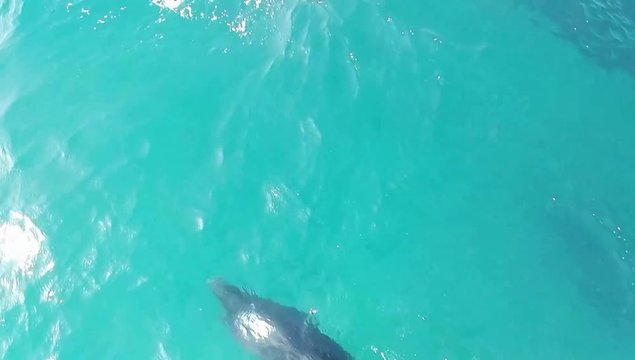 Golfinhos do Sado, quase que s&radic;&ge; falta piscar o olho para ti..