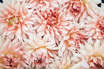 Beautiful light yellow dahlia flower