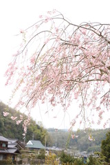 枝垂桜