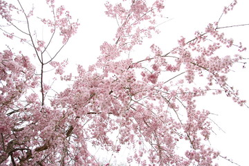 枝垂桜