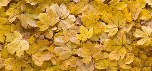 Panoramic close up top view of orange leaves on a sunny autumn day. Golden season. Bright yellow  leaf colors. Autumn background in nature	