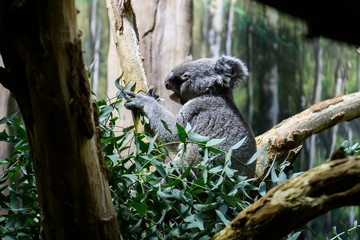 Koala bear on a tree in a zoo.