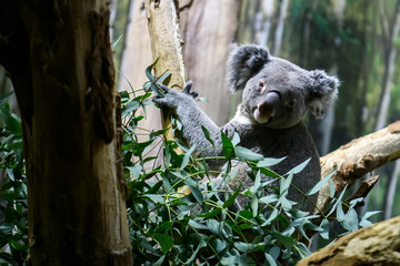 Koala bear on a tree in a zoo.