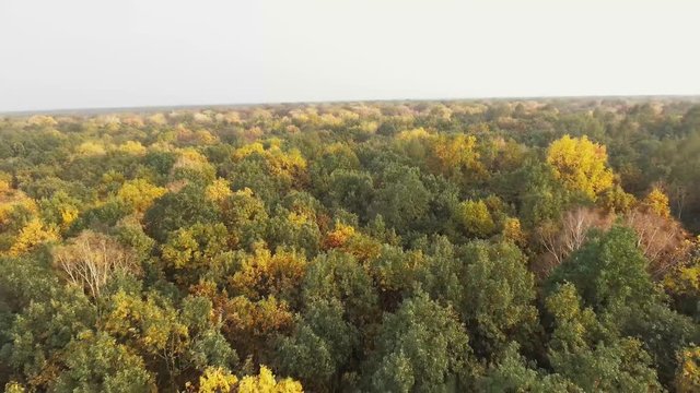 Autumn Forest