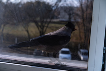 A crow outside the window with a nut in his mouth