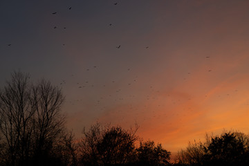 Flock of birds at sunset