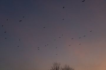 Flock of birds against the sky
