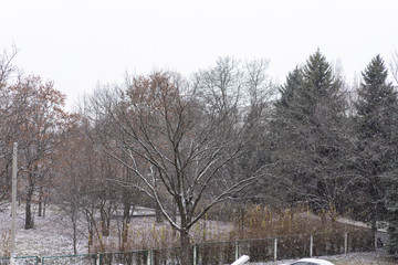 Snow is falling on the background of trees.