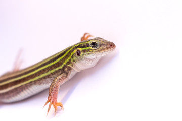 Lizard on Isolated background