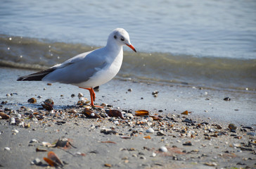seagull on the beach looking for food