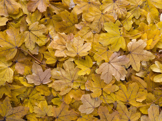 Panoramic close up top view of orange leaves on a sunny autumn day. Golden season. Bright yellow  leaf colors. Autumn background in nature	