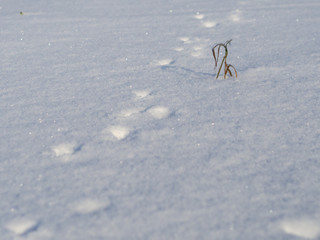 Footprints in the snow. Chain of hare footprints.