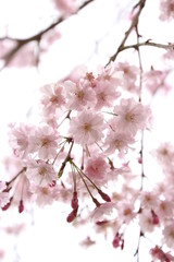 Obraz premium 枝垂れ桜