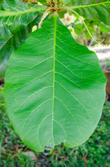 Terminalia Catappa Almond Leaf
