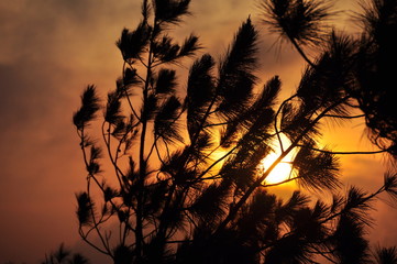Wind, Sun, Shadow, Wispy Pine Branches in the Breeze