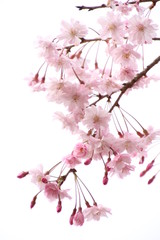 枝垂れ桜