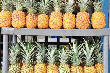 Pineapples of Panama