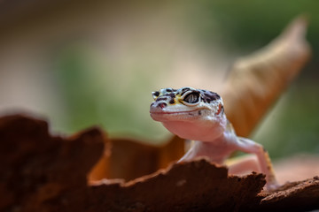Baby leopard gecko in the garden
