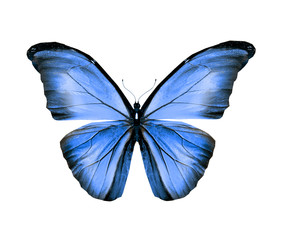 Color butterfly , isolated on white background