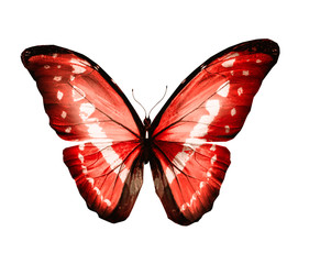 Color butterfly , isolated on white background