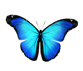Fototapeta premium Color butterfly , isolated on white background