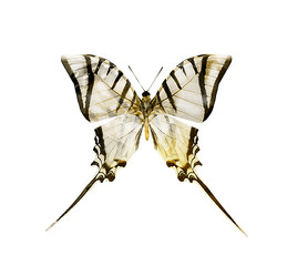 Obraz premium Color butterfly , isolated on white background