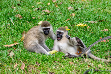 Rough and tumble as vervet monkey (Chlorocebus pygerythrus) play, Entebbe, Uganda