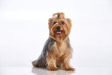 Cute yorkshire terrier with hair bun (ponytail). Studio shot. White background. Isolated animal
