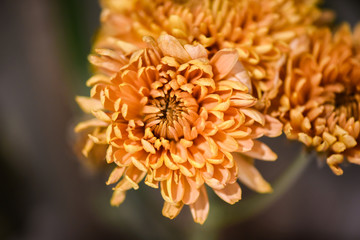 closeup of yellow flower