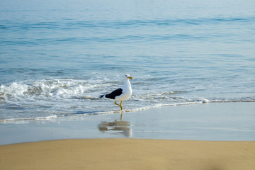 Young seagull at the beach on a sunny day at Canasvieiras beach in Florianópolis. Santa Catarina. Brazil
