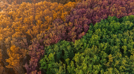 Colorful leafy forest - top view