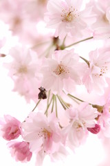 しだれ桜