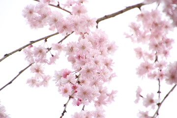 しだれ桜