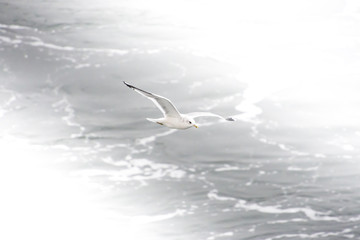 The seagull flies high above the sea and the sky hugs her