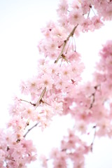 Obraz premium しだれ桜