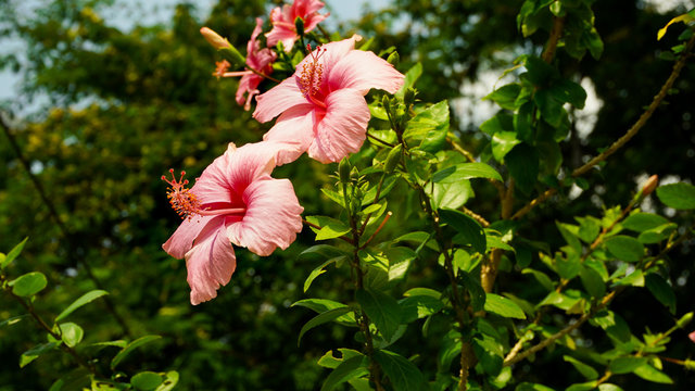Bright pink flower of purple hibiscus ( Pink china rose,Hibiscus, Rose of China, Cucarda ) on green leaves natural background