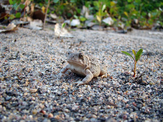 Toad