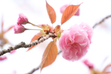 八重桜