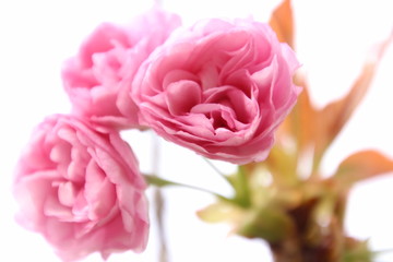 Fototapeta premium 八重桜