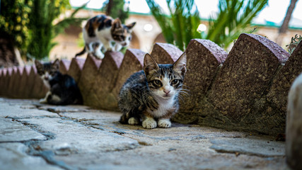 Katzen © ManfredGrandis