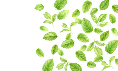 Fresh mint leaves and stems pattern isolated on white background, top view. Close up of peppermint. Spice medical and kitchen herbs digital clip art.Watercolor food and healthcare illustration.